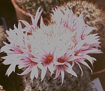 Mammillaria albicans